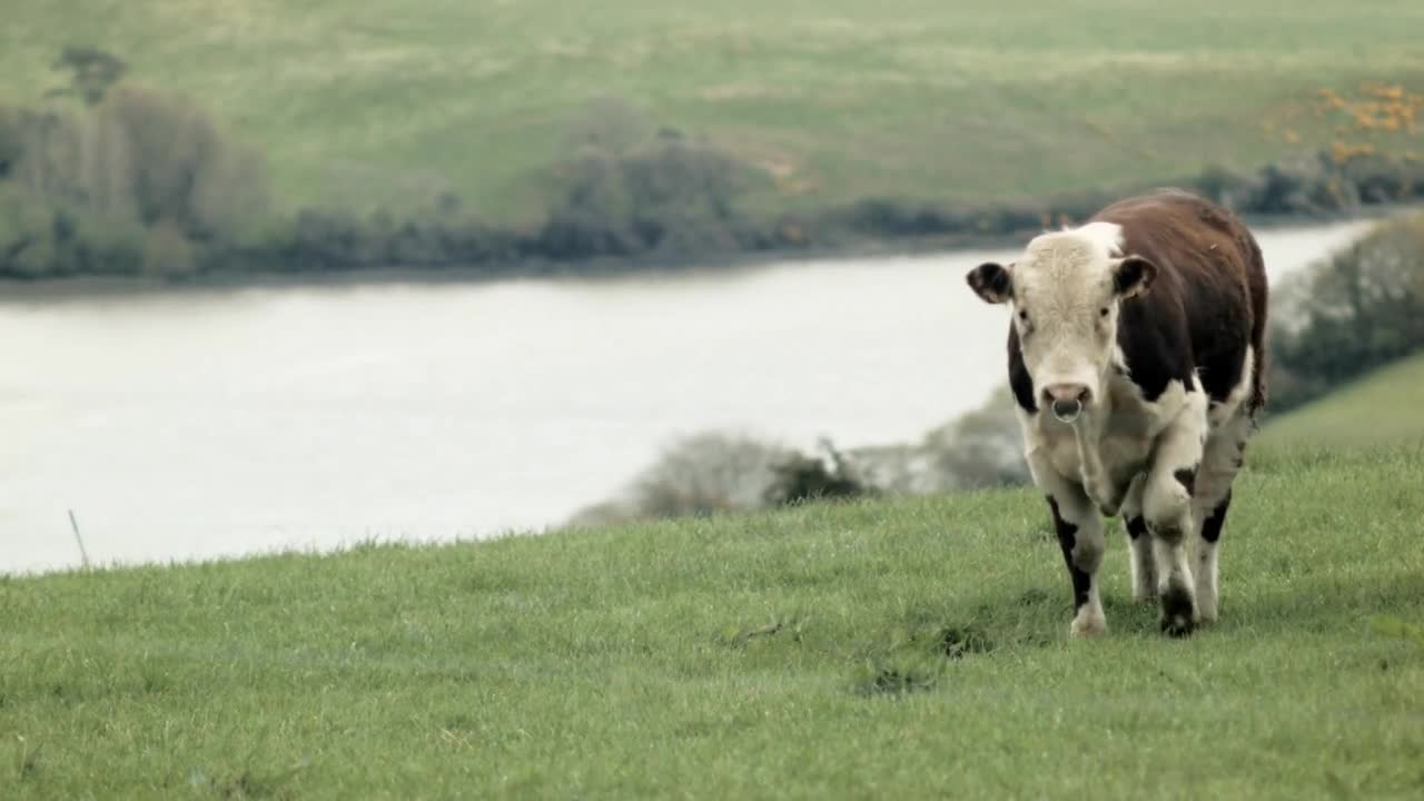 Curled hair cow walking towards camera with beautiful river in the background