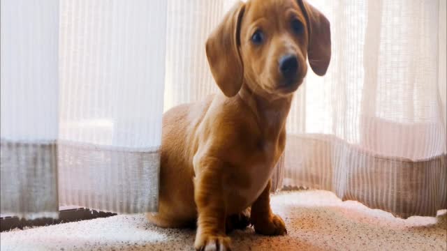 💗 Adorable puppy🐶 wandering on a camera with so cute styles