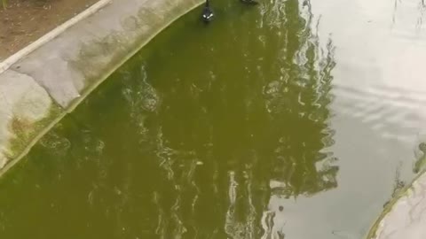 bird world