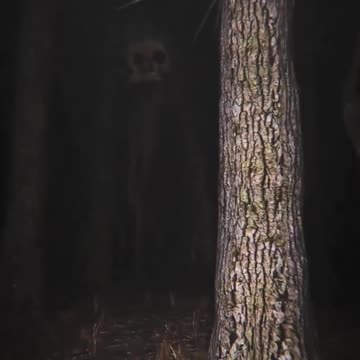 likes this trend 😵 #reels