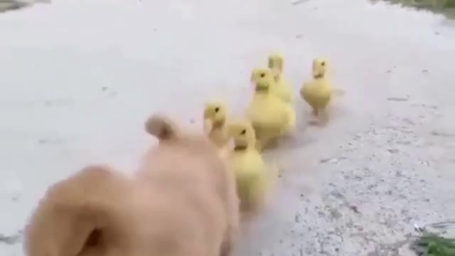 Funny REACTION #22 - chicks can't live without little friend puppy