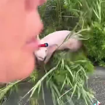 Animal sacrifices on the rise in Queens with chickens, pigs being tortured in "twisted" rituals