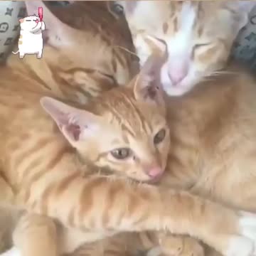 When you cannot sleep between mom and dad