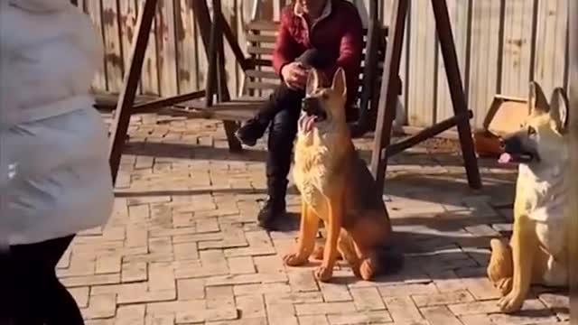 Funny Dog Videos .very funny