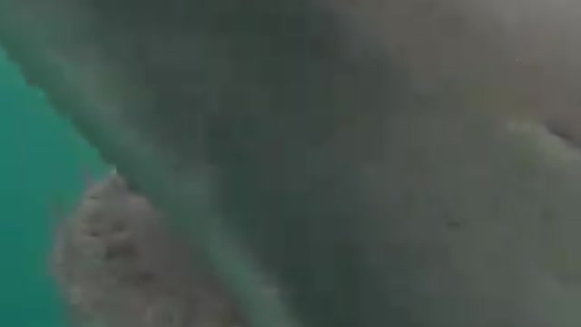 Great White Shark Popping Head Out