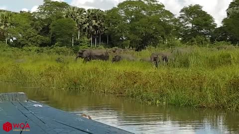 Amazing elephant