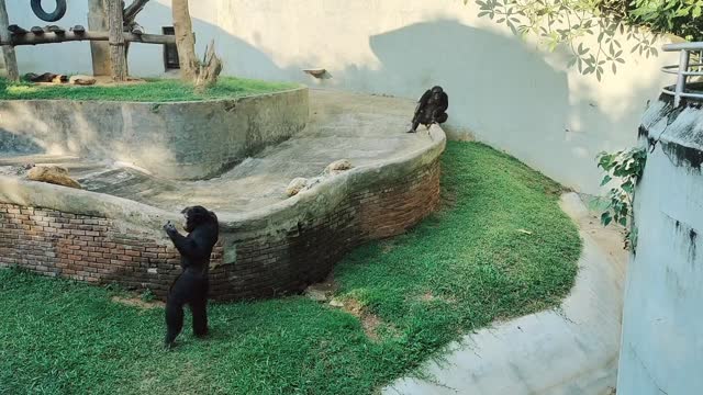 funny chimpanzee video