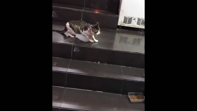 A dog separates two cats about to fight.