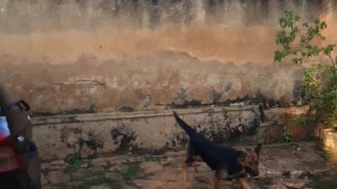 Jumping Dog (Juddy)