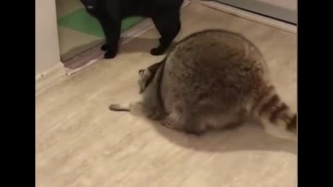 Funny cats
