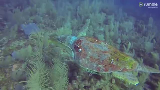 Scuba divers in complete awe over gigantic loggerhead sea turtle