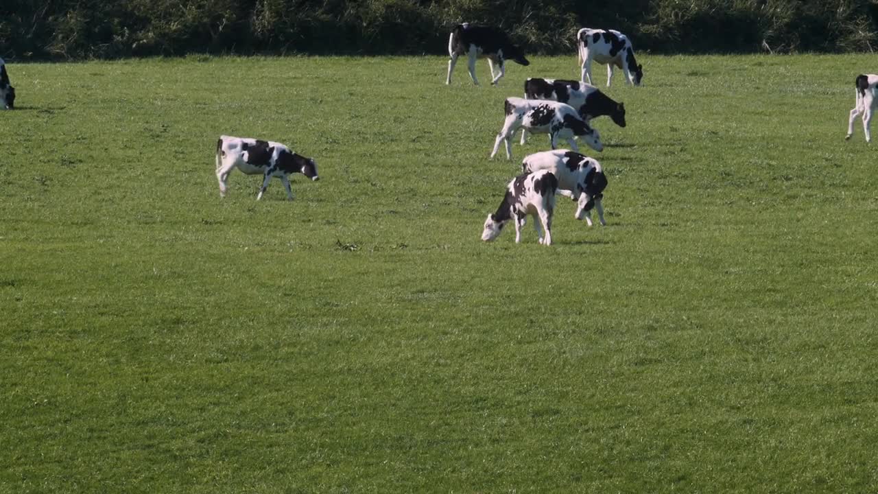 Herd of cows in pasture