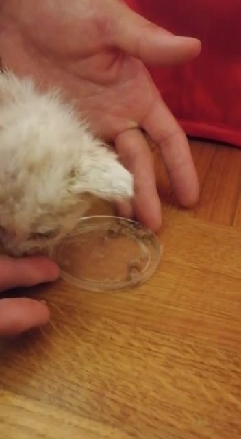 Kitten from the street