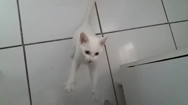 White kitten asking for a sandwich