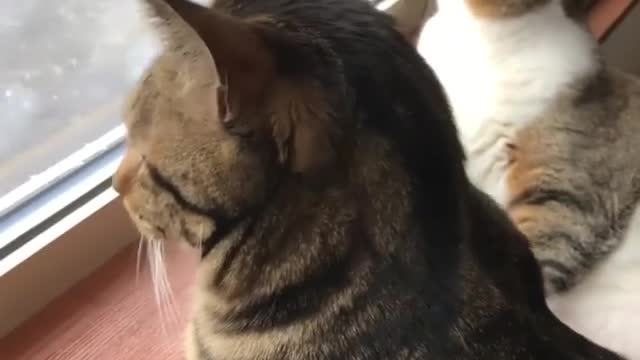 Cat watching snow from window