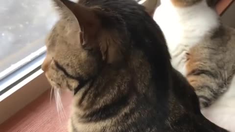 Cat watching snow from window