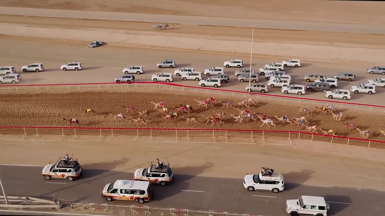 Aerial view of a group of camels during a race in the desert of Ras Al Khaimah