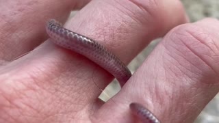 Texas Blind snake