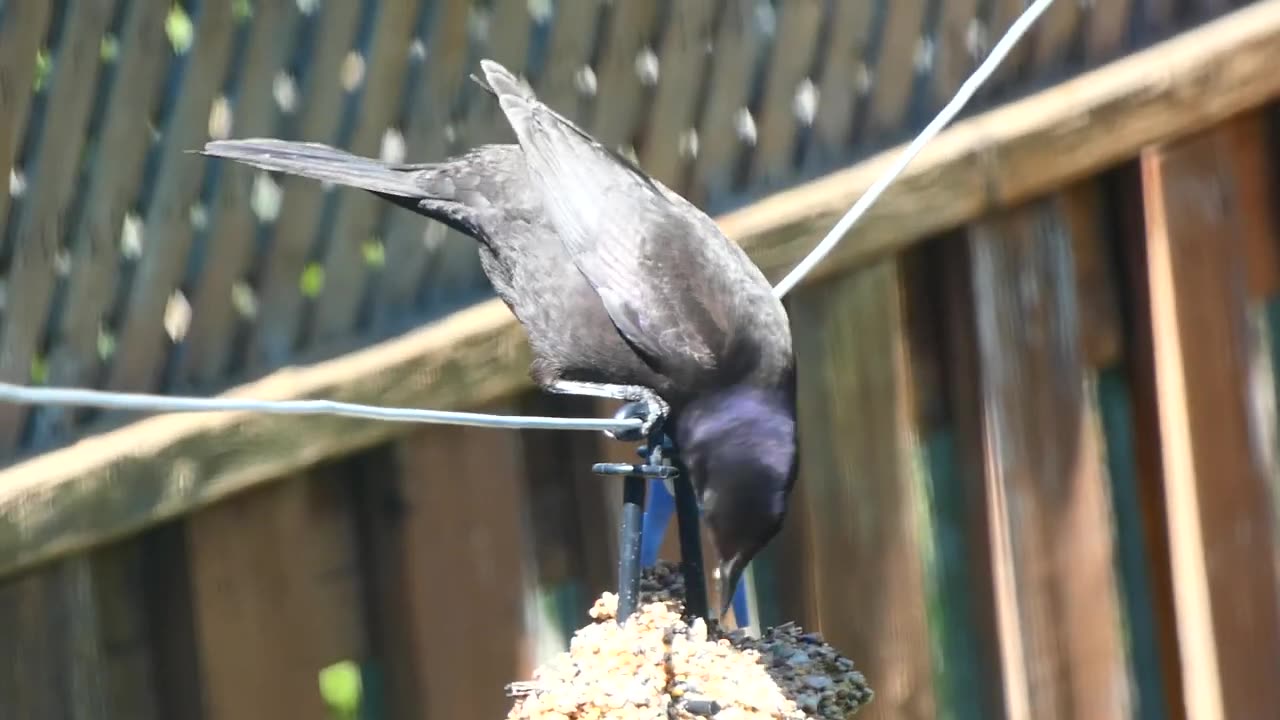 Common Grackle Feeding at Backyard Birding Station