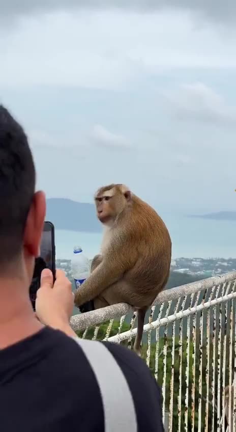 Monkey's Pepsi Moment: Living the Human Life