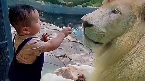 lion vs kid #shorts #animal