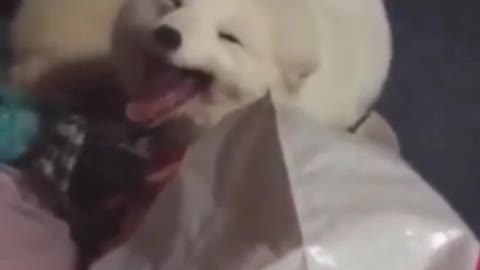 dog laugh