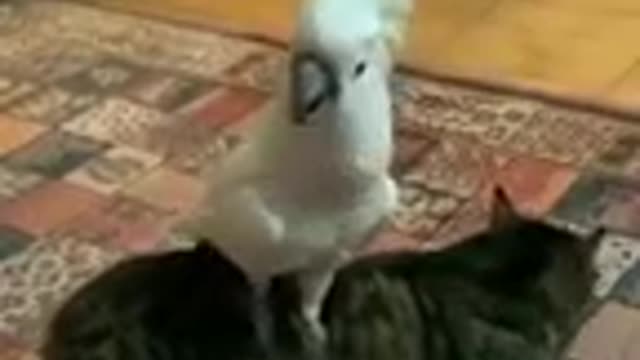 Funny Birds cat dog animals videos (1)_