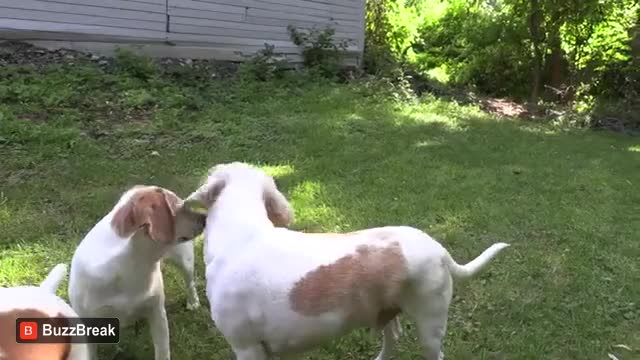 Dogs and scary nun