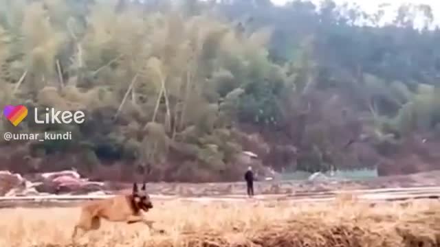 Jumping the dog wonderful