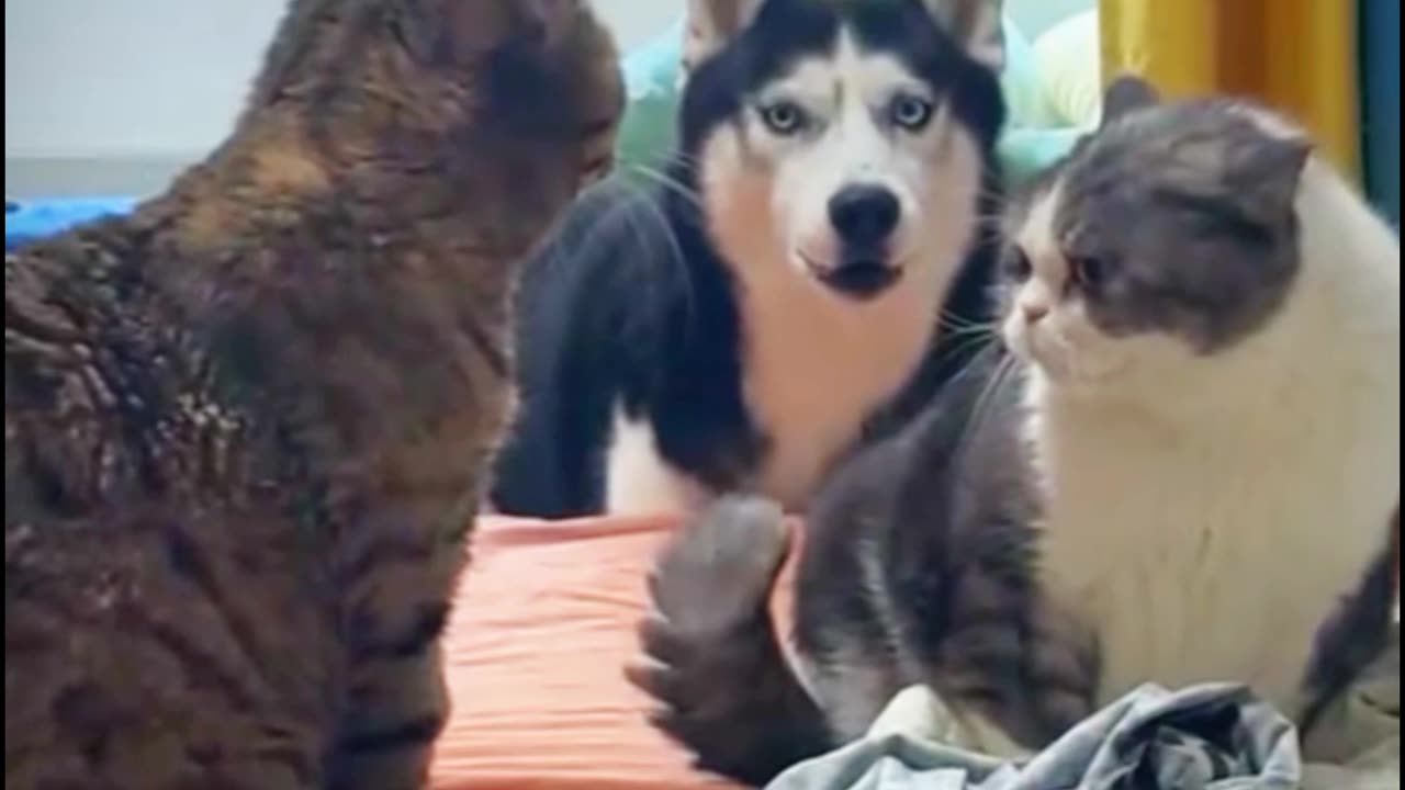 Cat vs Cat , Dog Steps In as the Ultimate Referee!