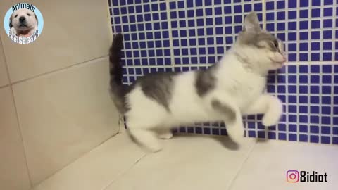 actually cat can ignore the gravity