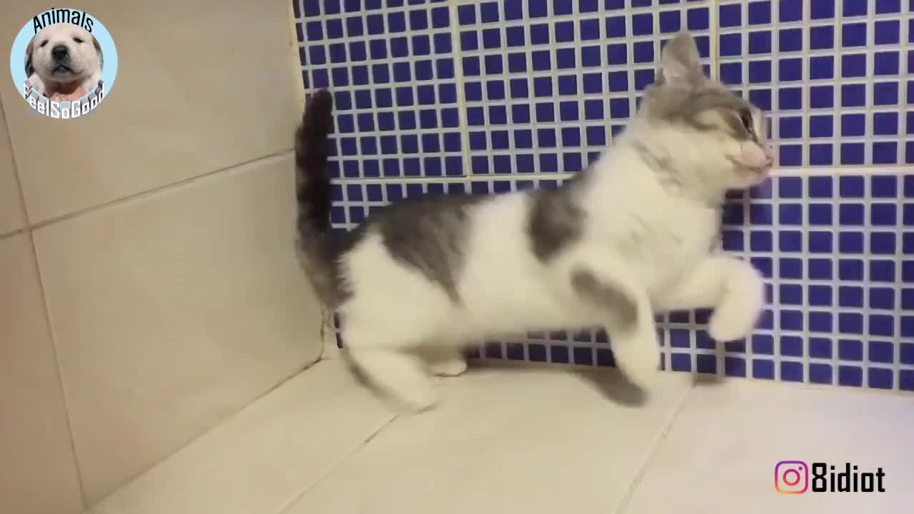 actually cat can ignore the gravity