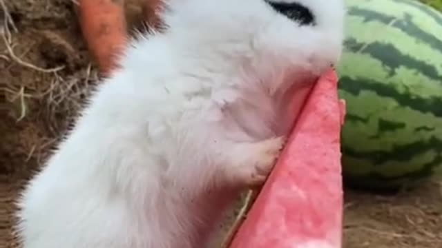 Rabbit eating Watermelon