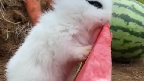 Rabbit eating Watermelon