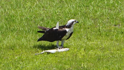 Lake Greer: Osprey with bass