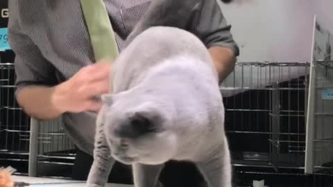 So strong cat you seen