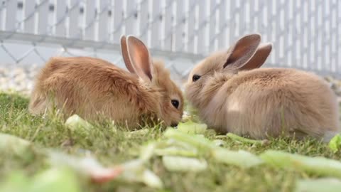 Babies rabbits