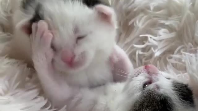 Two little kittens playing together.