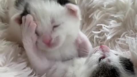 Two little kittens playing together.