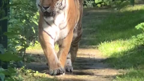 Giant Tiger near family home