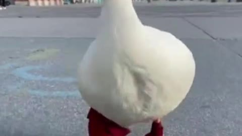 Want to raise a duck, because it walks in a really arrogant posture61