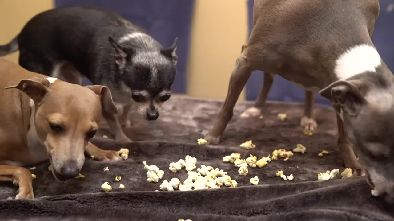 Dog Eating Popcorn !!!