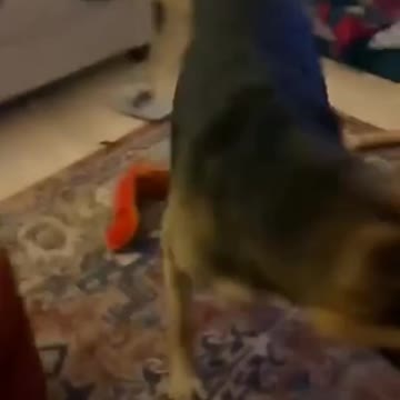 scaring my best friend! my Dog!