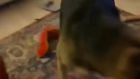 scaring my best friend! my Dog!