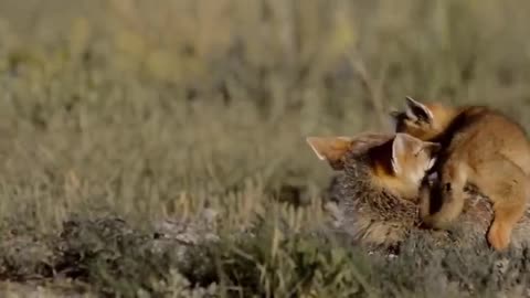 How Golden Eagle Attacks Fox from The Sky🦅🦅🦅🦅🦌🦌🦌🦌