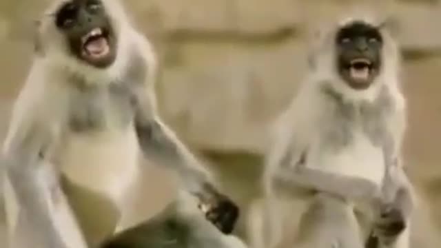 Monkey laugh 😂 funny moments