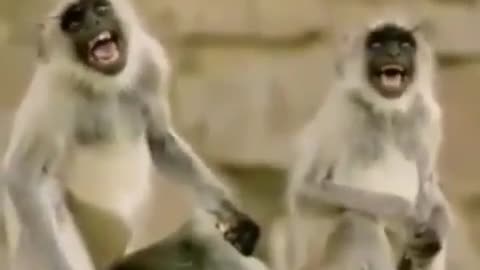 Monkey laugh 😂 funny moments