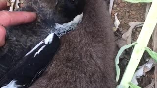 Magpie and Joey being Cuddly Pals