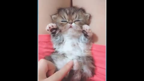 Cute baby cat