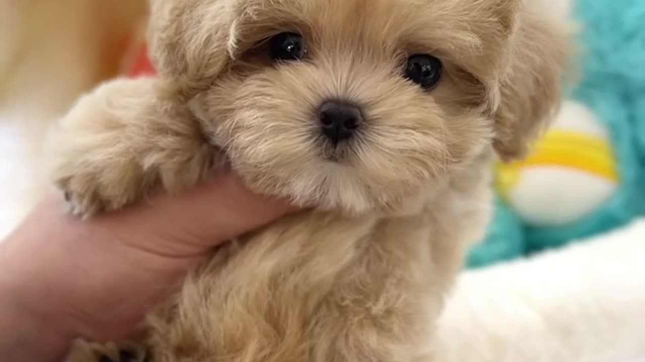 Meet the Perfect Teddy Bear Face Maltipoo! 💜